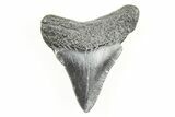 2.11" Juvenile Megalodon Tooth - South Carolina - #196111-1
